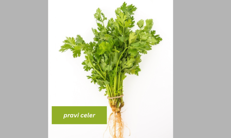 Pravi Celer: How I Discovered Its Magic in My Everyday Life pravi celer