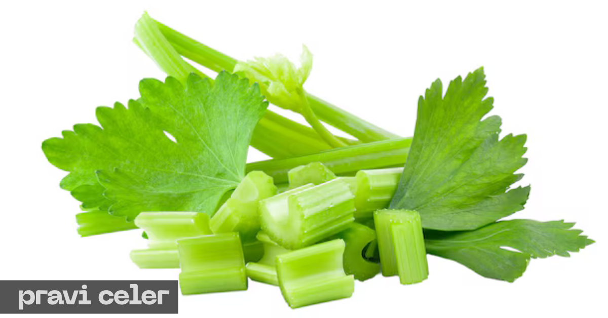pravi celer