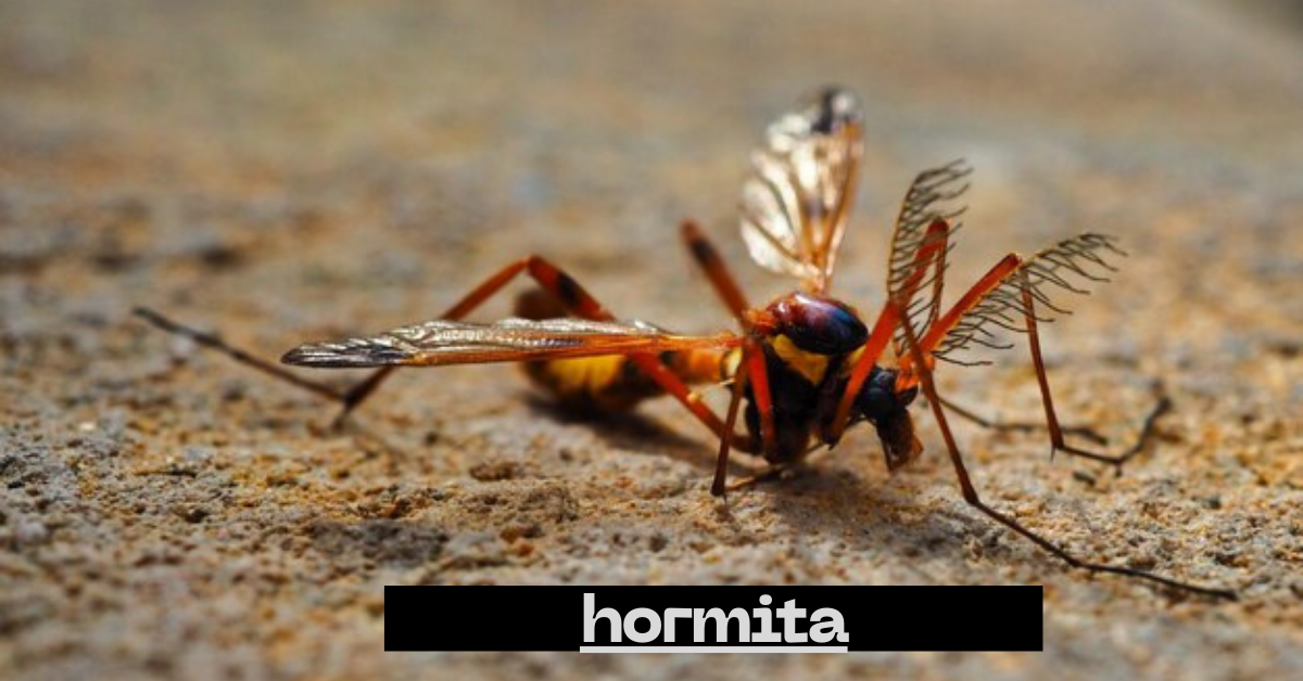 Hormita: My Honest Experience Discovering This Unique Concept